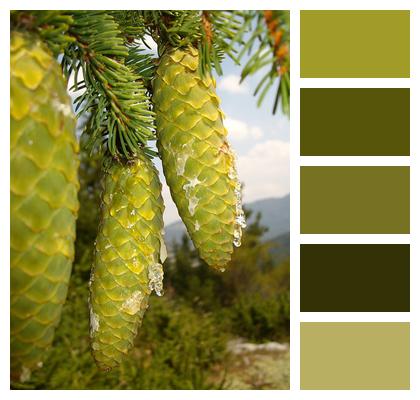 Green Mountain Pine Cones Image